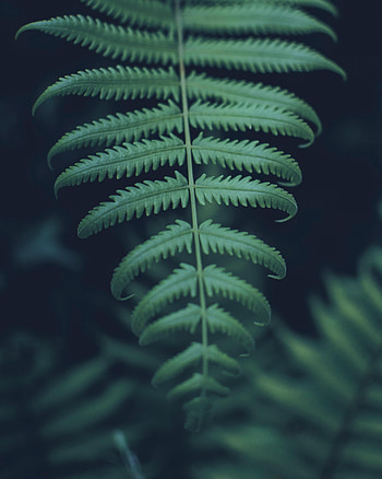 Plant, Macro, Sheet, Leaf, Carved HD phone wallpaper