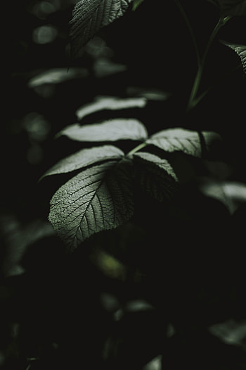 Bush, Macro, Dark, Sheet, Leaf, Veins HD phone wallpaper