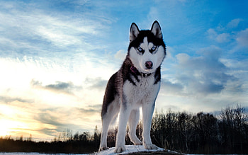 Animals, Dogs HD wallpaper