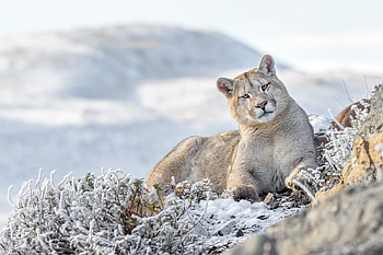 Cougar, Mighty predator, Unyielding strength, Wilderness guardian HD wallpaper