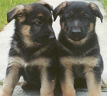 6 week old german shepard pups, dogs, puppies, german shepards, animals HD wallpaper