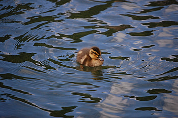 duckling, duck, water fowl, wildlife HD wallpaper