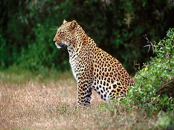 Animals, Leopards HD wallpaper