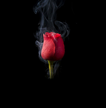 Rose and smoke, dark HD phone wallpaper