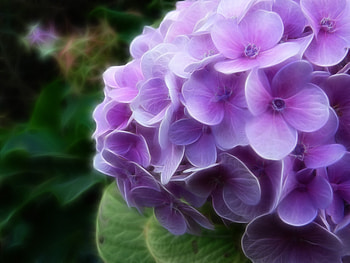 Art flower, graphy, art, violet, flower, green, macro flower HD wallpaper
