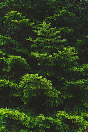 Nature, Needle, Branch, Spruce, Fir HD phone wallpaper