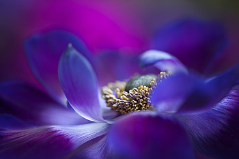 Anemone, blue, flower, macro, purple HD wallpaper