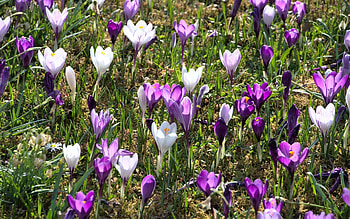 Crocuses, purple, flowers, white HD wallpaper