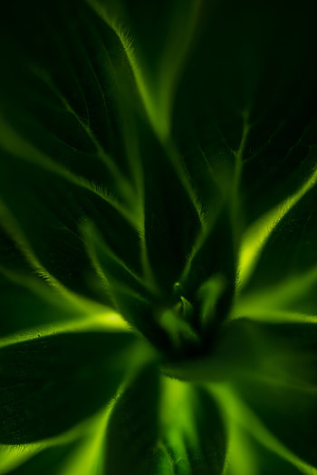 Leaves, Plant, Macro HD phone wallpaper