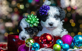 Puppies, cute, dog, christmas HD wallpaper