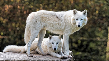 Regal arctic wolf, Remote wilderness, Untamed spirit, Stunning ry HD wallpaper