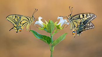 Swallowtail Butterfly, animal, swallowtail, butterfly, insect HD wallpaper