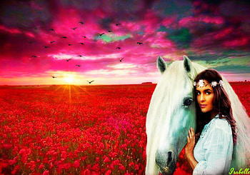 Till the Sunset , birds, horse, flight, beauty, amazing, sun, sunset, close, white, beautiful, woman, pink, red, field, clouds, fly, nature, flowers, sky, lovely HD wallpaper