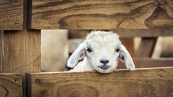 Goat , Nature-inspired backgrounds, Peaceful goat , Serene animal HD wallpaper