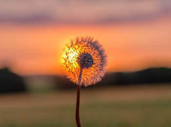 Dandelion Sunset, closeup, dandelion, nature, flowers, sunset HD wallpaper