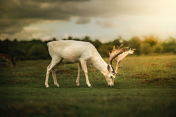 Deer, animal, horn, white HD wallpaper