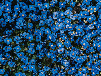 Flowers, Plant, Bloom, Flowering, Decorative HD wallpaper