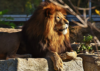 Beast, lion, predator, zoo HD wallpaper