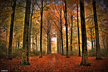 Beautiful Trees, trees, colorful, beautiful HD wallpaper