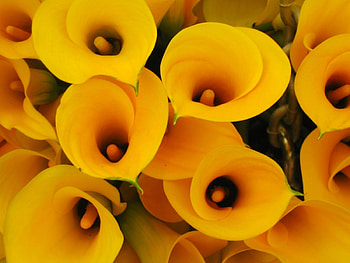 CALLA LILIES, PETALS, LEAVES, NATURE, COLORS HD wallpaper