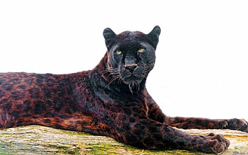 Animals, Leopard, Muzzle, Predator, Sight, Opinion, Panther HD wallpaper