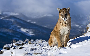Feline, animal, snow, mountain HD wallpaper