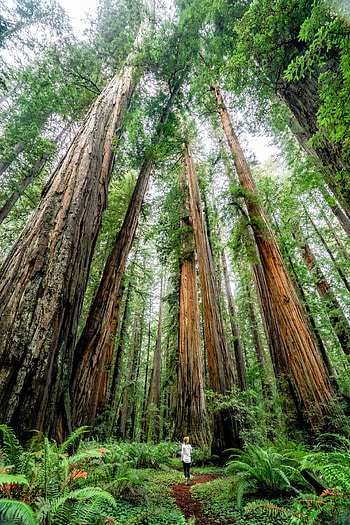 Redwood National Park, Epic things to do, Ultimate national parks resource, Outdoor adventures HD phone wallpaper
