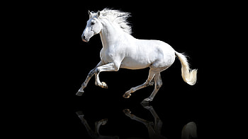 White Horse In Black Background Horse HD wallpaper