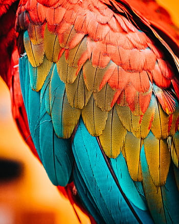 Detailed close-up of a parrot's colorful plumage showcasing vibrant feather patterns. HD phone wallpaper