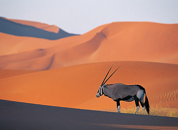 Antelope, animals, desert, nature, inpala HD wallpaper