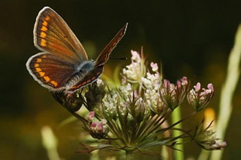 Butterfly on Spider Plant, butterflies, spider plant, animals, flower HD wallpaper