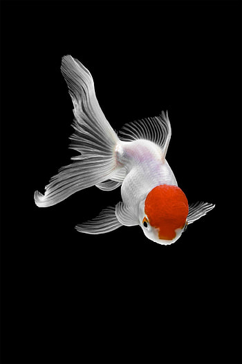 Gold Fish, Nature, Tsubaki office, Daily design HD phone wallpaper