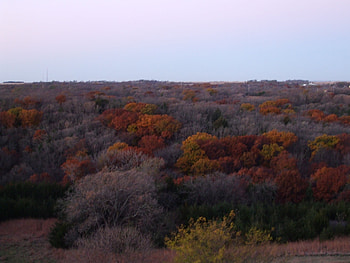 Multicolored fall, yellow, fall, red, trees, sky, orange HD wallpaper