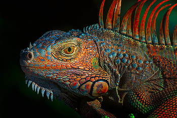 Iguana, , Detailed texture, Reptile graphy HD wallpaper