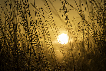 Nature, Sunset, Grass, Sun, Shine, Light HD wallpaper