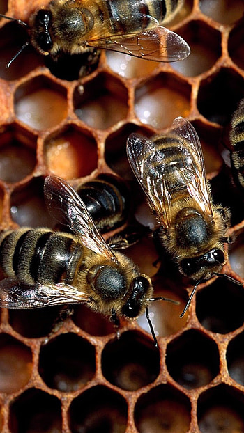 Busy bee, Buzzing wings, Honey maker, Floral pollination HD phone wallpaper