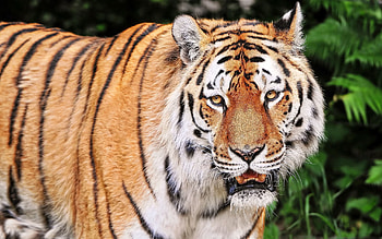 Animals, Aggression, Muzzle, Striped, Tiger HD wallpaper