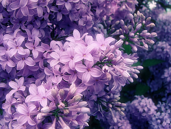Plants, Flowers, Violet HD wallpaper