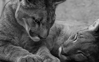 Animals, Lions, To Lie Down, Lie, Muzzle, Bw, Chb, Care HD wallpaper