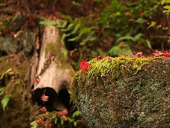 Autumn in the forest, utumn, landscape, nature, forest, tree HD wallpaper