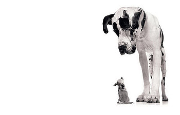 Animals, Dogs HD wallpaper