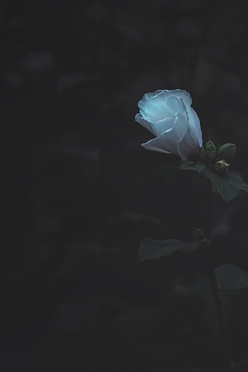 Flower, Plant, Macro, Dark, Bud, Bloom, Flowering HD phone wallpaper