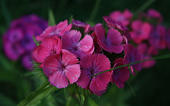 Flowers, Carnations, Greens, Small HD wallpaper