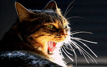 Animals, Cats HD wallpaper