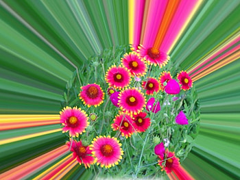 Ball of Spring, rays, grass, spring, purple, pink, beams, flower, green, ball, blooming HD wallpaper