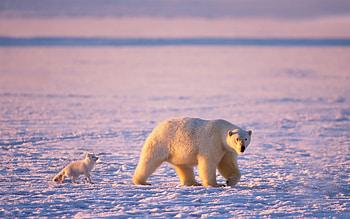 Artic, cold, bear, ice HD wallpaper