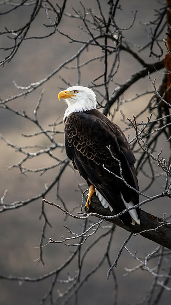Bald eagle on branch, Brown tree HD phone wallpaper