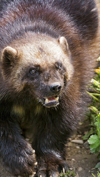 Wolverine animal , , Gulo gulo, Animal planet HD phone wallpaper