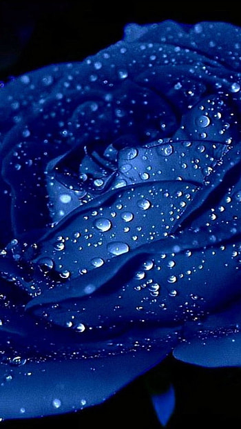 Blue Rose, Neon, Blue Flower, waterdrop HD phone wallpaper