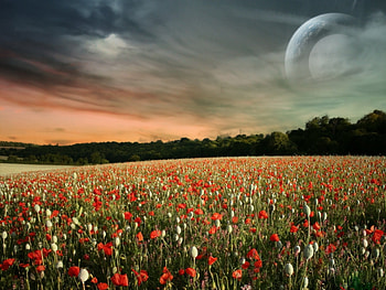 Landscape, Sky, Poppies HD wallpaper